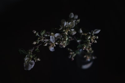 特写摄影盛开的花朵
